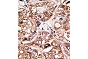 Image no. 1 for anti-Neuronal Differentiation 1 (NEUROD1) (N-Term) antibody (ABIN2853626) (NEUROD1 Antikörper  (N-Term))
