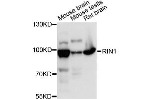 Western blot analysis of extracts of various cell lines, using RIN1 antibody (ABIN6290904) at 1:3000 dilution.