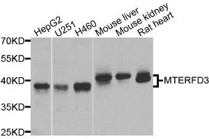 Western blot analysis of extracts of various cells, using MTERFD3 antibody. (MTERFD3 Antikörper)