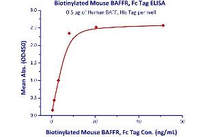 Binding Studies (Bind) image for Tumor Necrosis Factor Receptor Superfamily, Member 13C (TNFRSF13C) (AA 10-71) (Active) protein (Fc Tag,AVI tag,Biotin) (ABIN4949050)