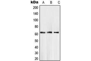 Western blot analysis of SMAD6 expression in A204 (A), LN18 (B), L929 (C) whole cell lysates.
