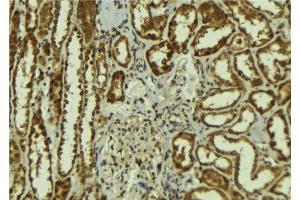 ABIN6278136 at 1/100 staining Mouse kidney tissue by IHC-P. (Calsyntenin 1 Antikörper  (C-Term))
