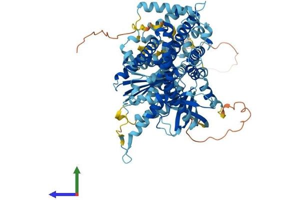 NOX5 Protein (AA 1-765) (His tag)