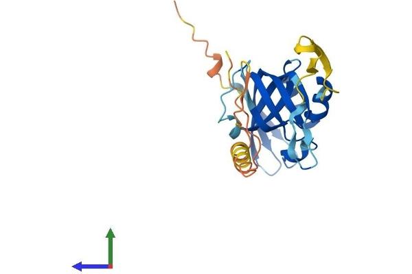 ARPIN Protein (AA 1-226) (His tag)