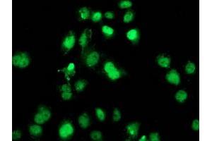 Anti-SAMHD1 mouse monoclonal antibody (ABIN2453936) immunofluorescent staining of COS7 cells transiently transfected by pCMV6-ENTRY SAMHD1 (RC206013). (SAMHD1 Antikörper)