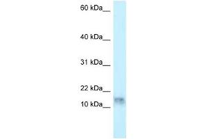Western Blot showing DNAL1 antibody used at a concentration of 1 ug/ml against HepG2 Cell Lysate