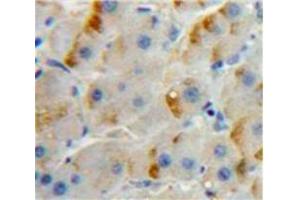 IHC-P analysis of Liver tissue, with DAB staining. (SIGLEC7 Antikörper  (AA 38-121))