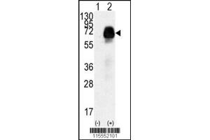 Western blot analysis of AMHR2 using rabbit polyclonal AMHR2 Antibody (N-term R80) using 293 cell lysates (2 ug/lane) either nontransfected (Lane 1) or transiently transfected with the AMHR2 gene (Lane 2). (AMHR2 Antikörper  (N-Term))