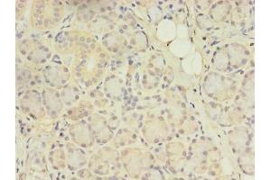 Immunohistochemistry of paraffin-embedded human pancreatic tissue using ABIN7144554 at dilution of 1:100 (ACAP1 Antikörper  (AA 1-266))