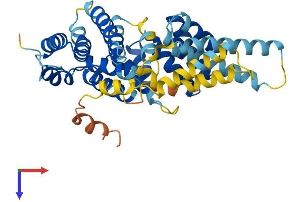 IFIT3 Protein (AA 1-403) (His tag)