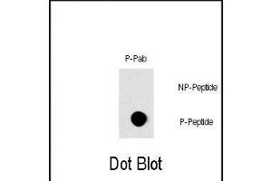 Dot blot analysis of Phospho-RAF1- Pab (Cat. (RAF1 Antikörper  (pSer296))