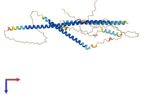 CCDC78 Protein (AA 1-438) (His tag)