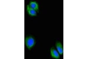 Immunofluorescent analysis of HepG2 cells using ABIN7175061 at dilution of 1:100 and Alexa Fluor 488-congugated AffiniPure Goat Anti-Rabbit IgG(H+L) (C5orf51 Antikörper  (AA 8-152))