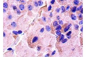 Immunohistochemistry of paraffin-embedded mouse brain tissue using ABIN7148811 at dilution of 1:50 (CREB1 Antikörper  (AA 1-341))