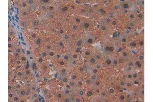 IHC-P analysis of Human Liver Tissue, with DAB staining. (ARIP4 Antikörper  (AA 638-837))