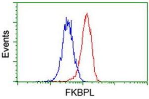 Flow cytometric Analysis of Hela cells, using anti-FKBPL antibody (ABIN2454034), (Red), compared to a nonspecific negative control antibody, (Blue). (FKBPL Antikörper)
