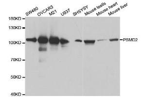Western blot analysis of extracts of various cell lines, using PSMD2 antibody.