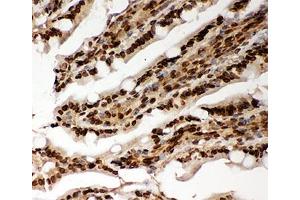IHC-P testing of rat intestine tissue. (Lamin A/C Antikörper  (AA 481-646))