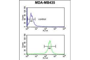 Flow cytometric analysis of MDA-MB435 cells (bottom histogram) compared to a negative control cell (top histogram). (GSTK1 Antikörper  (AA 93-120))
