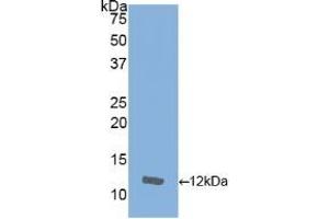 Detection of Recombinant IL8, Equine using Polyclonal Antibody to Interleukin 8 (IL8) (IL-8 Antikörper  (AA 23-101))