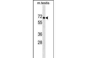 PLD3 Antibody (N-term) (ABIN1881659 and ABIN2838780) western blot analysis in mouse testis tissue lysates (35 μg/lane). (PLD3 Antikörper  (N-Term))