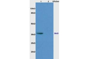 SDS-PAGE (SDS) image for anti-CD34 (CD34) (AA 201-300) antibody (ABIN676898)