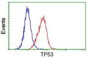 Image no. 7 for anti-Tumor Protein P53 (TP53) antibody (ABIN1499973) (p53 Antikörper)