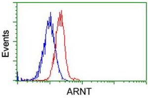 Image no. 9 for anti-Aryl Hydrocarbon Receptor Nuclear Translocator (ARNT) antibody (ABIN1496729) (ARNT Antikörper)