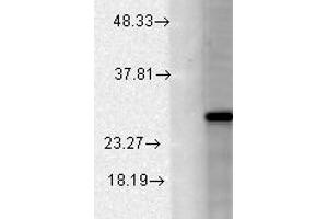 CAV BETA 2 Western Blot.