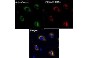 Immunofluorescence (IF) image for anti-mOrange Fluorescent Protein antibody (ABIN7273075) (mOrange Fluorescent Protein Antikörper)