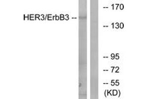 Western blot analysis of extracts from 293 cells, using HER3 (Ab-1222) Antibody.