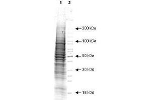 SDS-PAGE (SDS) image for A431 Whole Cell Lysate (EGF Stimulated) (ABIN964022)