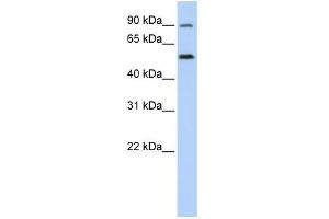 WB Suggested Anti-SLC41A1 Antibody Titration:  0. (SLC41A1 Antikörper  (N-Term))