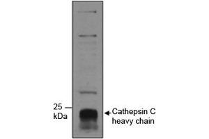 Western blot testing of human neutrophils lysate with Cathepsin C antibody at 1ug/ml. (CTSC Antikörper)