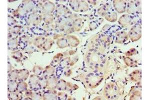 Immunohistochemistry of paraffin-embedded human pancreatic tissue using ABIN7142031 at dilution of 1:100 (ABHD5 Antikörper  (AA 1-349))