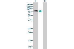 Lane 1: KBTBD7 transfected lysate ( 77. (KBTBD7 293T Cell Transient Overexpression Lysate(Denatured))
