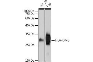 Western blot analysis of extracts of various cell lines, using HLA-DMB antibody (ABIN7268368) at 1:1000 dilution. (HLA-DMB Antikörper)