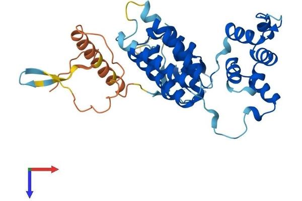 FBXO32 Protein (AA 1-355) (His tag)