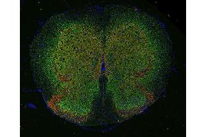 Immunohistochemistry (Paraffin-embedded Sections) (IHC (p)) image for anti-Solute Carrier Family 6 (Neurotransmitter Transporter, Glycine), Member 5 (SLC6A5) (AA 1-229) antibody (ABIN1742533)