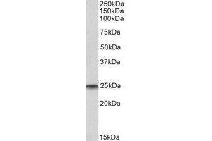 AP23225PU-N RAN antibody staining of Human Testis lysate at 1 µg/ml (35µg protein in RIPA buffer). (RAN Antikörper  (C-Term))