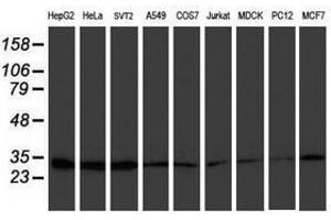 Image no. 2 for anti-Proteasome (Prosome, Macropain) Subunit, beta Type, 7 (PSMB7) (AA 58-277) antibody (ABIN1491600) (PSMB7 Antikörper  (AA 58-277))