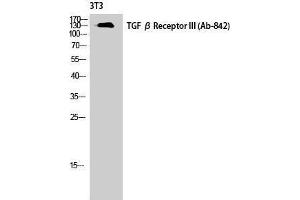 Western Blotting (WB) image for anti-Transforming Growth Factor, beta Receptor III (TGFBR3) (Tyr160) antibody (ABIN3177700) (TGFBR3 Antikörper  (Tyr160))