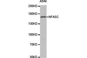Western Blotting (WB) image for anti-Neurofascin (NFASC) antibody (ABIN1873888) (NFASC Antikörper)