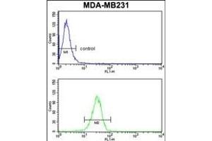 GAB2 Antibody (N-term) (ABIN1881358 and ABIN2841102) flow cytometry analysis of MDA-M cells (bottom histogram) compared to a negative control cell (top histogram). (GAB2 Antikörper  (N-Term))
