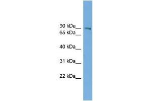 Human HepG2; WB Suggested Anti-UTP14A Antibody Titration: 0.