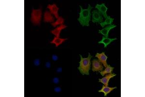 ABIN6259067 and ABIN6273445 staining HepG2 cells by IF/ICC. (CD27 Antikörper  (Internal Region))
