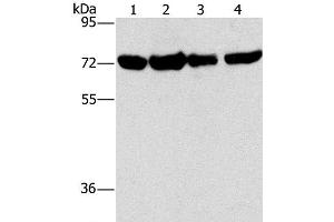 Western Blot analysis of A172, hela, hepg2 and 293T cell using DEPDC1 Polyclonal Antibody at dilution of 1:150