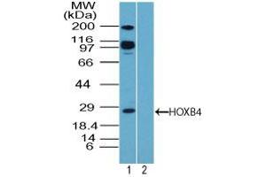 Image no. 1 for anti-Homeobox B4 (HOXB4) (AA 100-150) antibody (ABIN960213) (HOXB4 Antikörper  (AA 100-150))