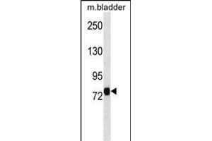 LRRC4C Antibody (Center) (ABIN1538298 and ABIN2849978) western blot analysis in mouse bladder tissue lysates (35 μg/lane). (LRRC4C Antikörper  (AA 316-343))