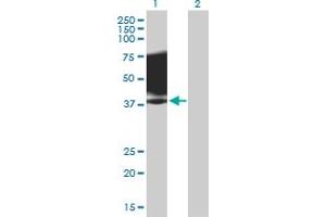 Western Blot analysis of SLAMF1 expression in transfected 293T cell line by SLAMF1 MaxPab polyclonal antibody. (SLAMF1 Antikörper  (AA 1-335))
